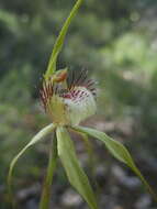 Imagem de Caladenia citrina Hopper & A. P. Br.