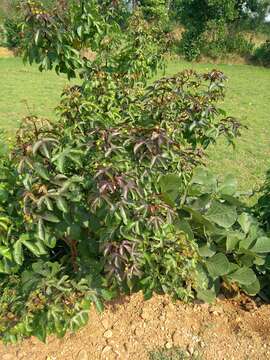 Image of bellyache bush