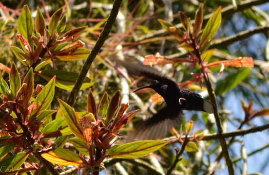 Image of Violet Sabrewing