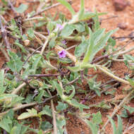 Plancia ëd Ipomoea polymorpha Roem. & Schult.