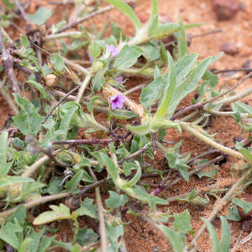 Image of Ipomoea polymorpha Roem. & Schult.