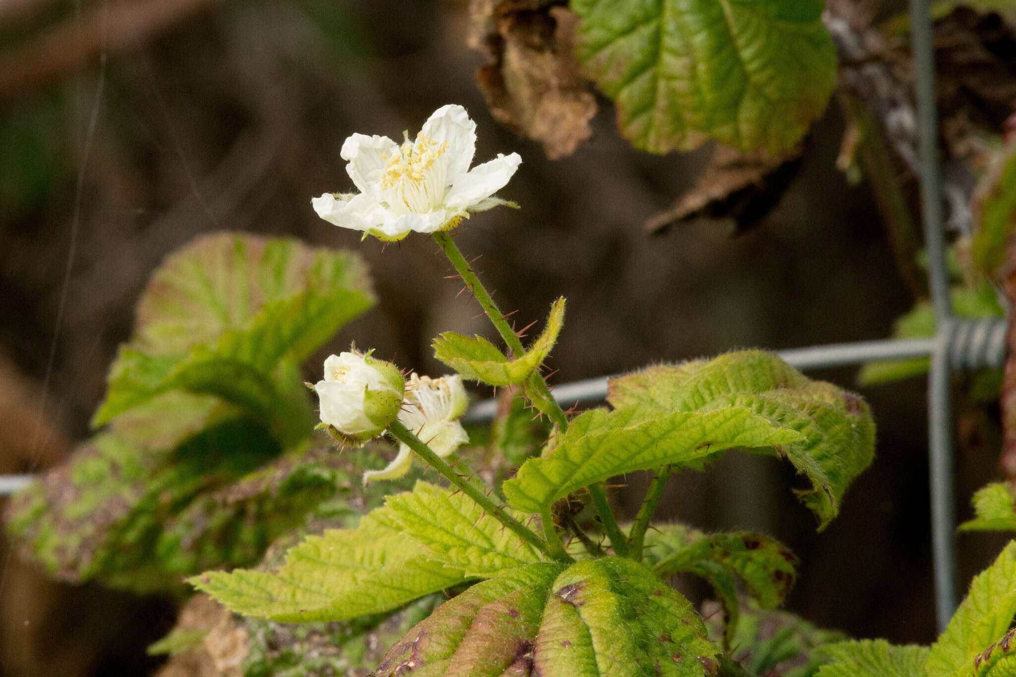 Слика од Rubus ursinus Cham. & Schltdl.