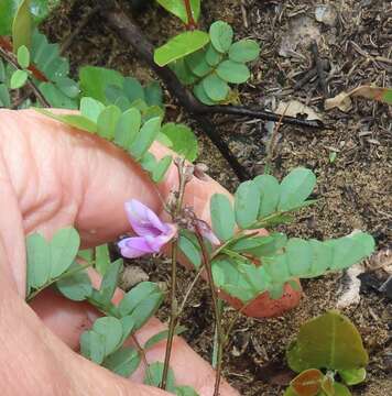 Image of Lucky bean creeper