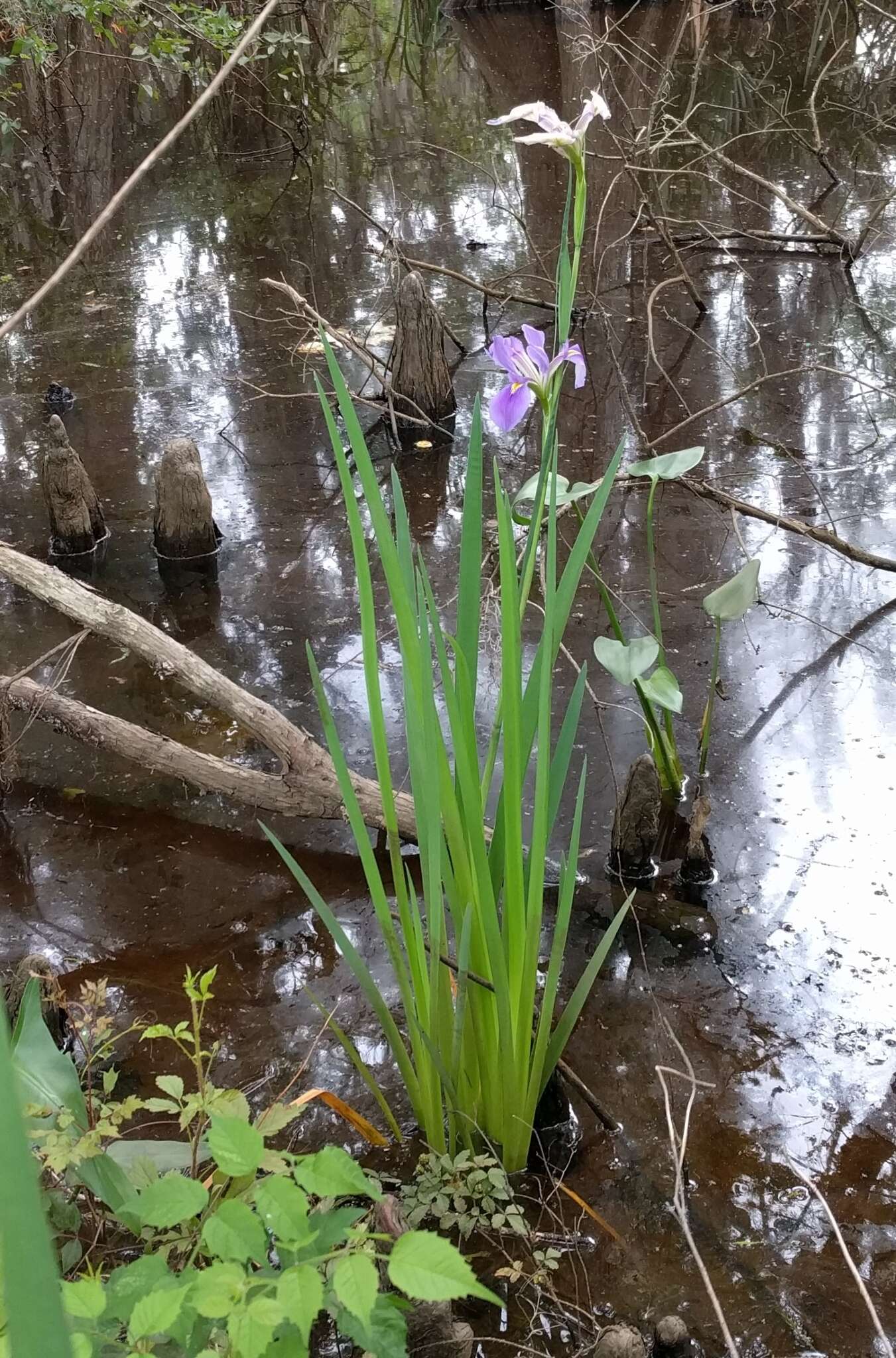 Image of giant blue iris