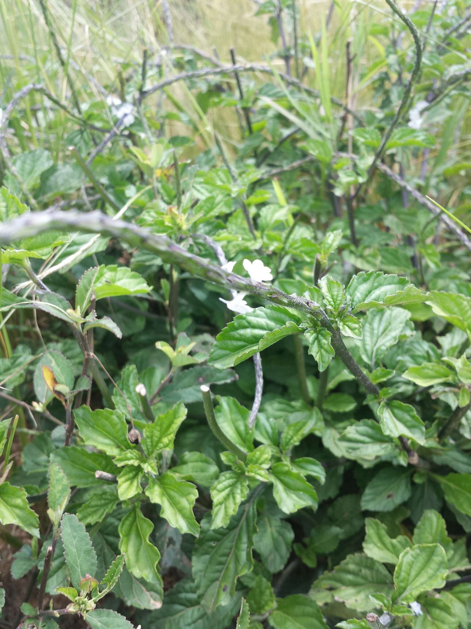 Image of light-blue snakeweed