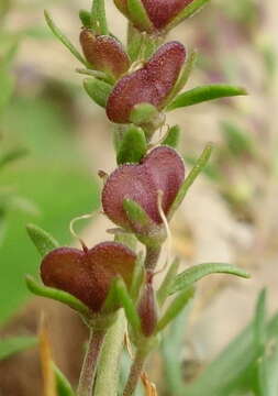 Image of Veronica orientalis Mill.