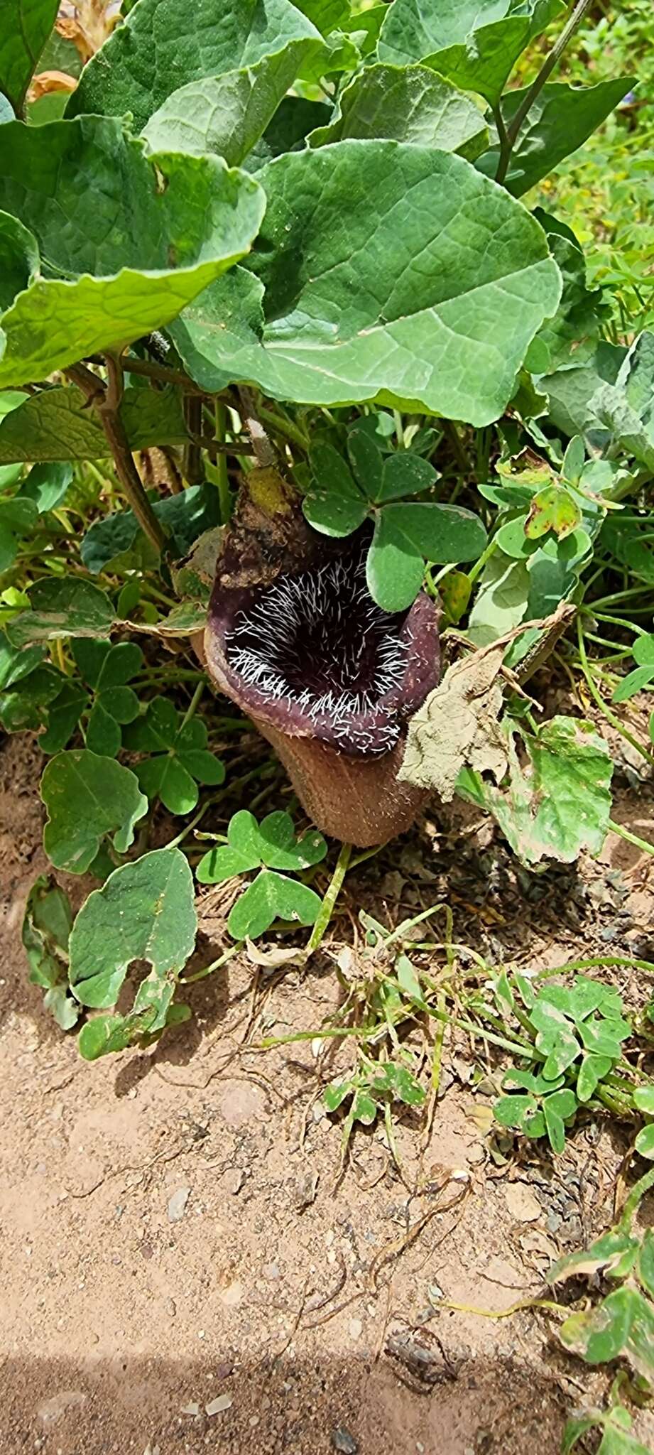 Image of Aristolochia cretica Lam.