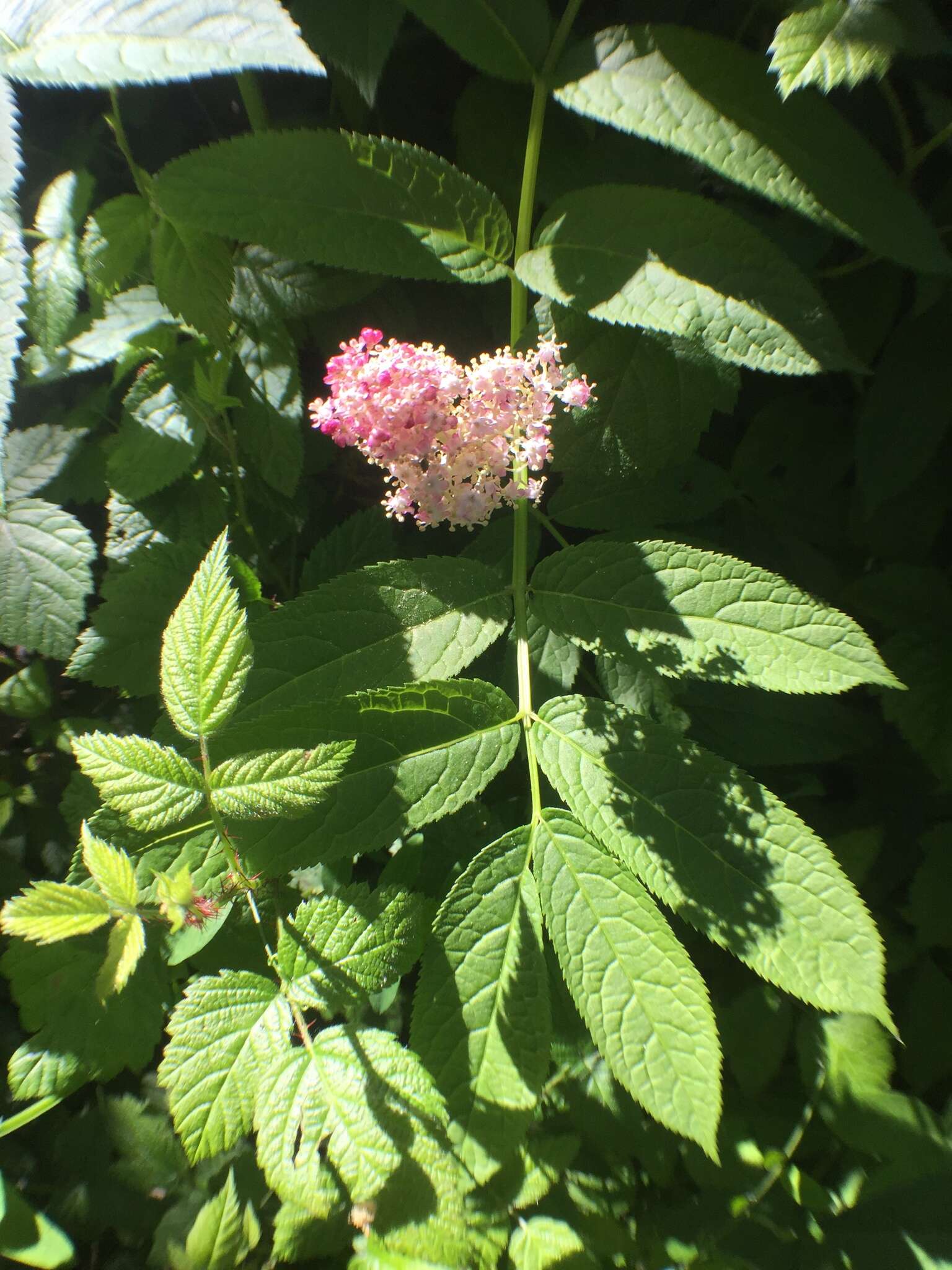 Image of red elderberry