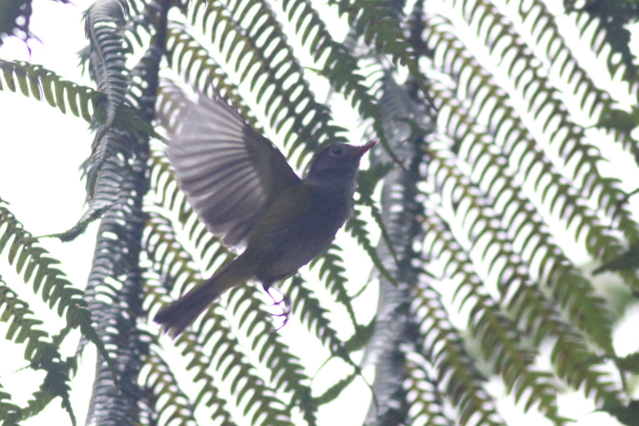 Image of Chestnut-crowned Warbler