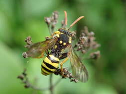 Image of Nomada succincta Panzer 1798