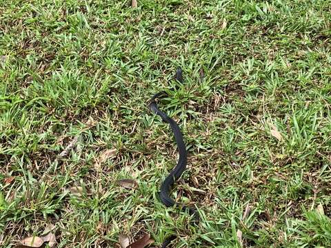 Image of Golden Spitting Cobra