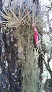 Image of Tillandsia erubescens var. arroyoensis W. Weber & Ehlers