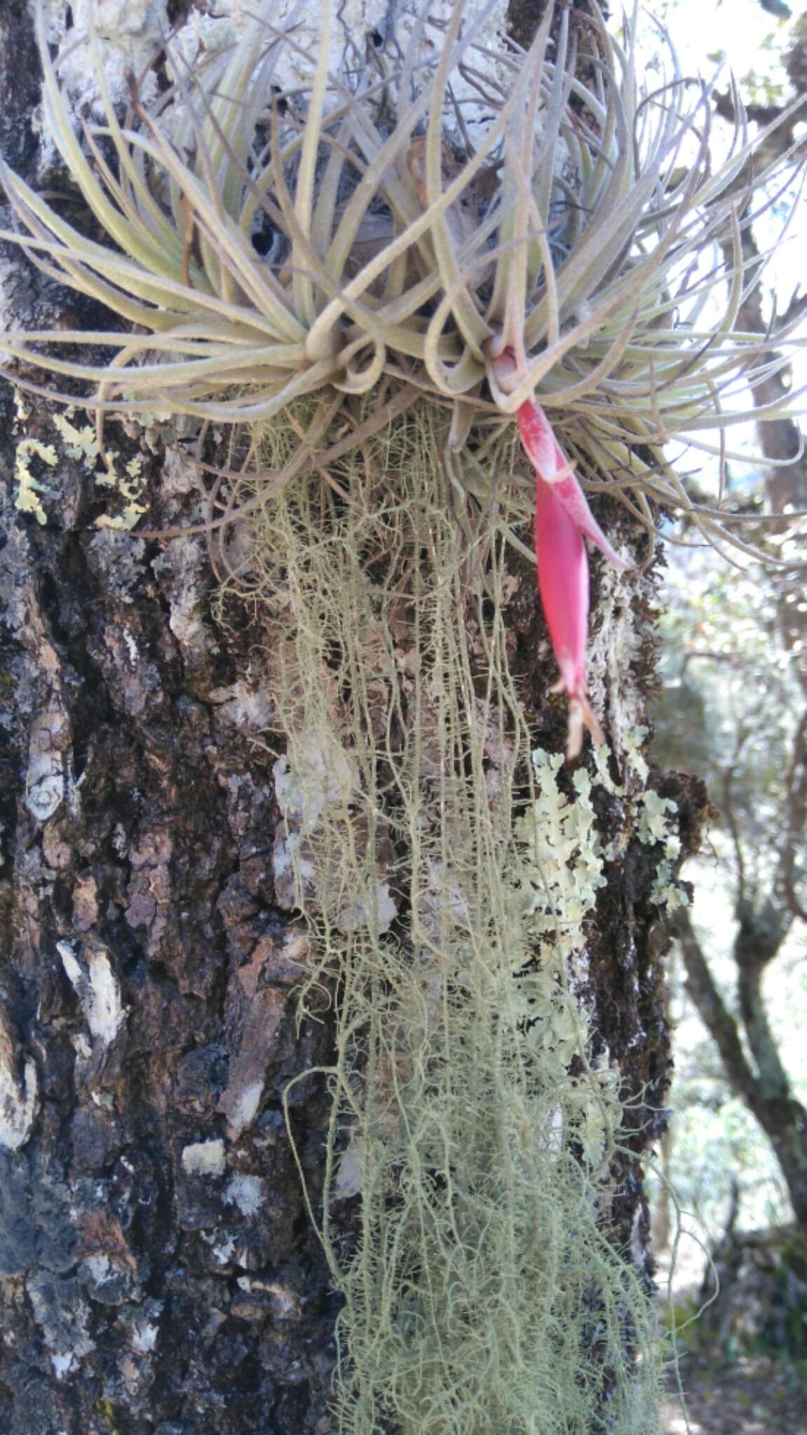 Tillandsia erubescens var. arroyoensis W. Weber & Ehlers的圖片