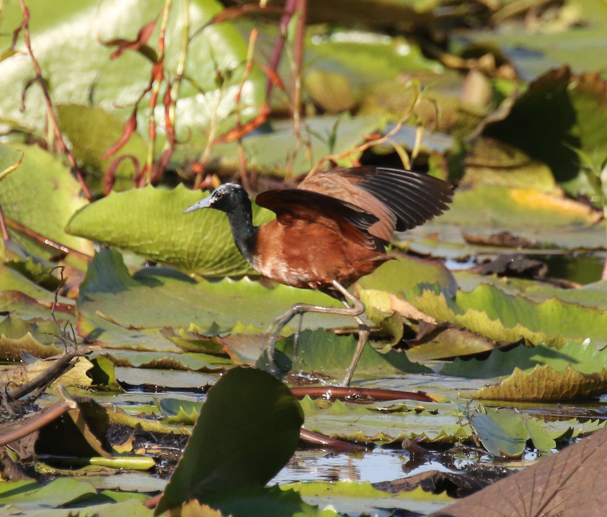 Imagem de Actophilornis albinucha (Geoffroy Saint-Hilaire & I 1832)