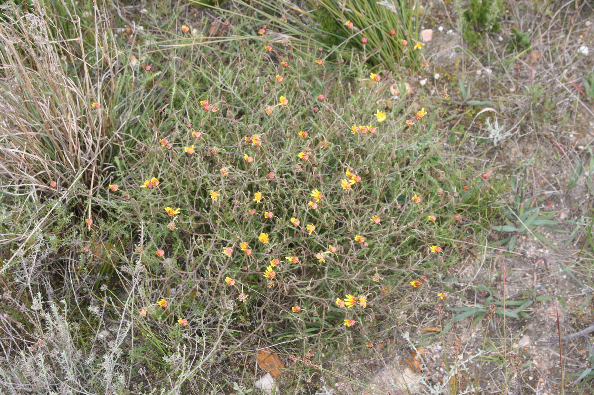 Image of Ursinia discolor (Less.) N. E. Br.