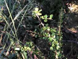 Image of Pittosporum spinescens (F. Müll.) L. W. Cayzer, M. D. Crisp & I. R. H. Telford