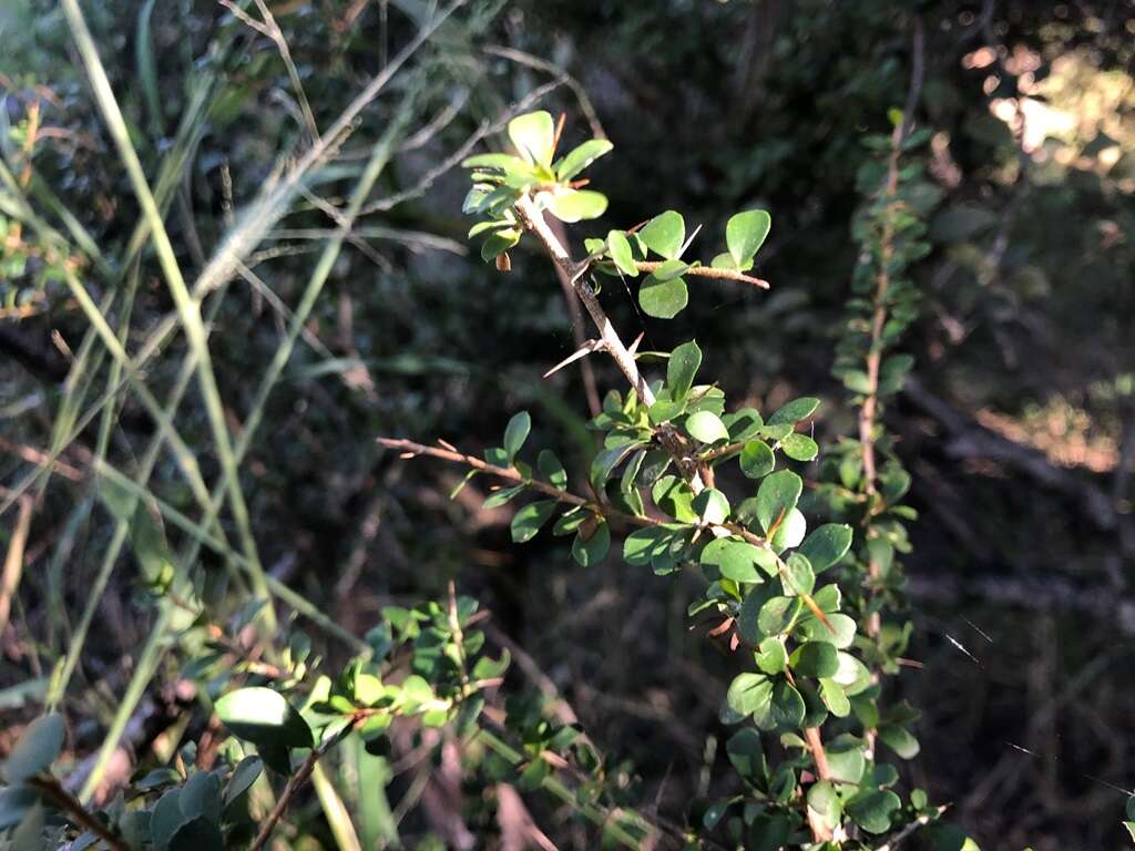 Image of Pittosporum spinescens (F. Müll.) L. W. Cayzer, M. D. Crisp & I. R. H. Telford