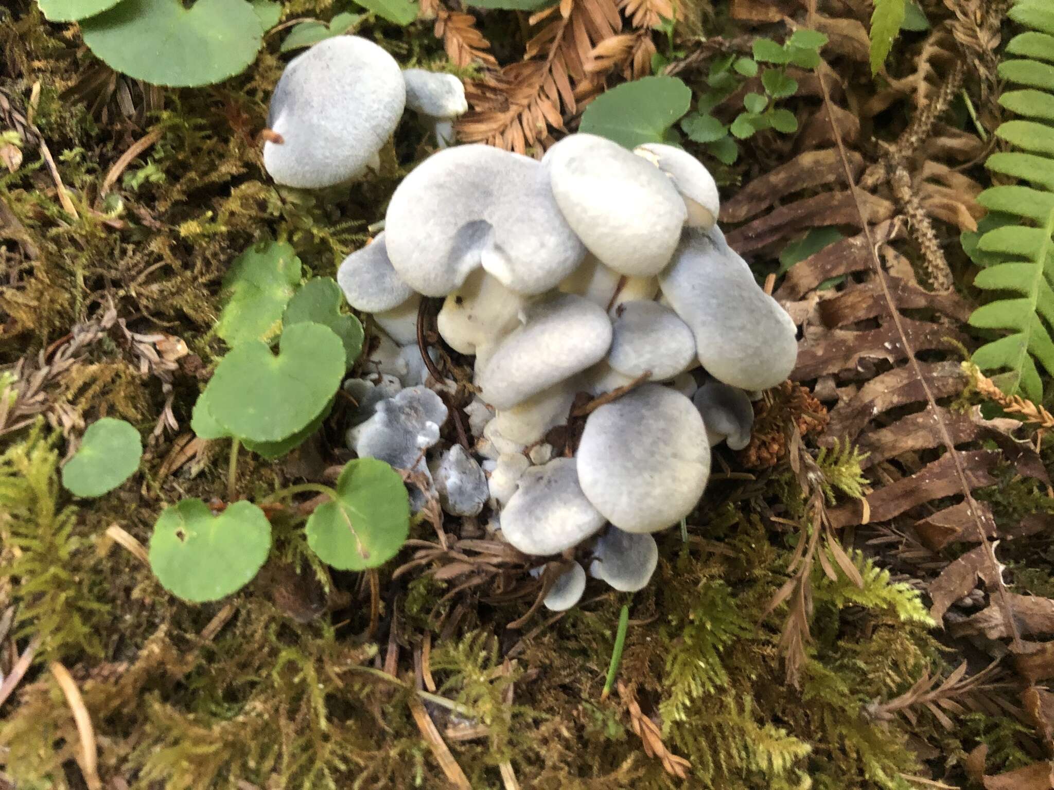 Image of Albatrellopsis