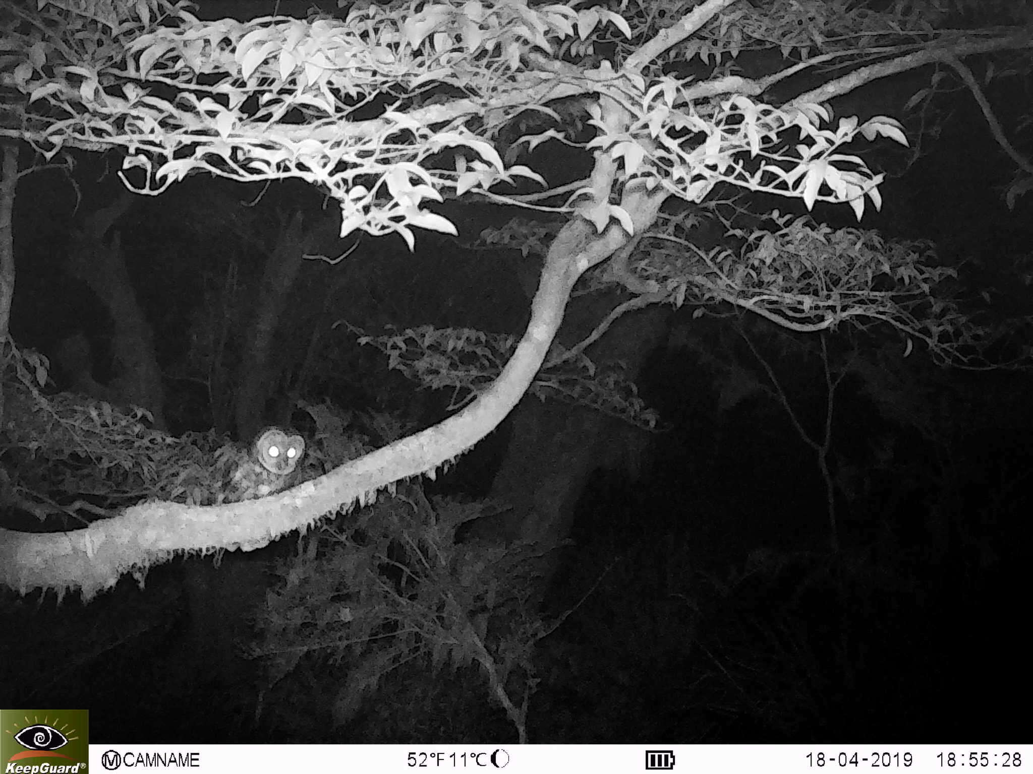 Image of Himalayan Owl