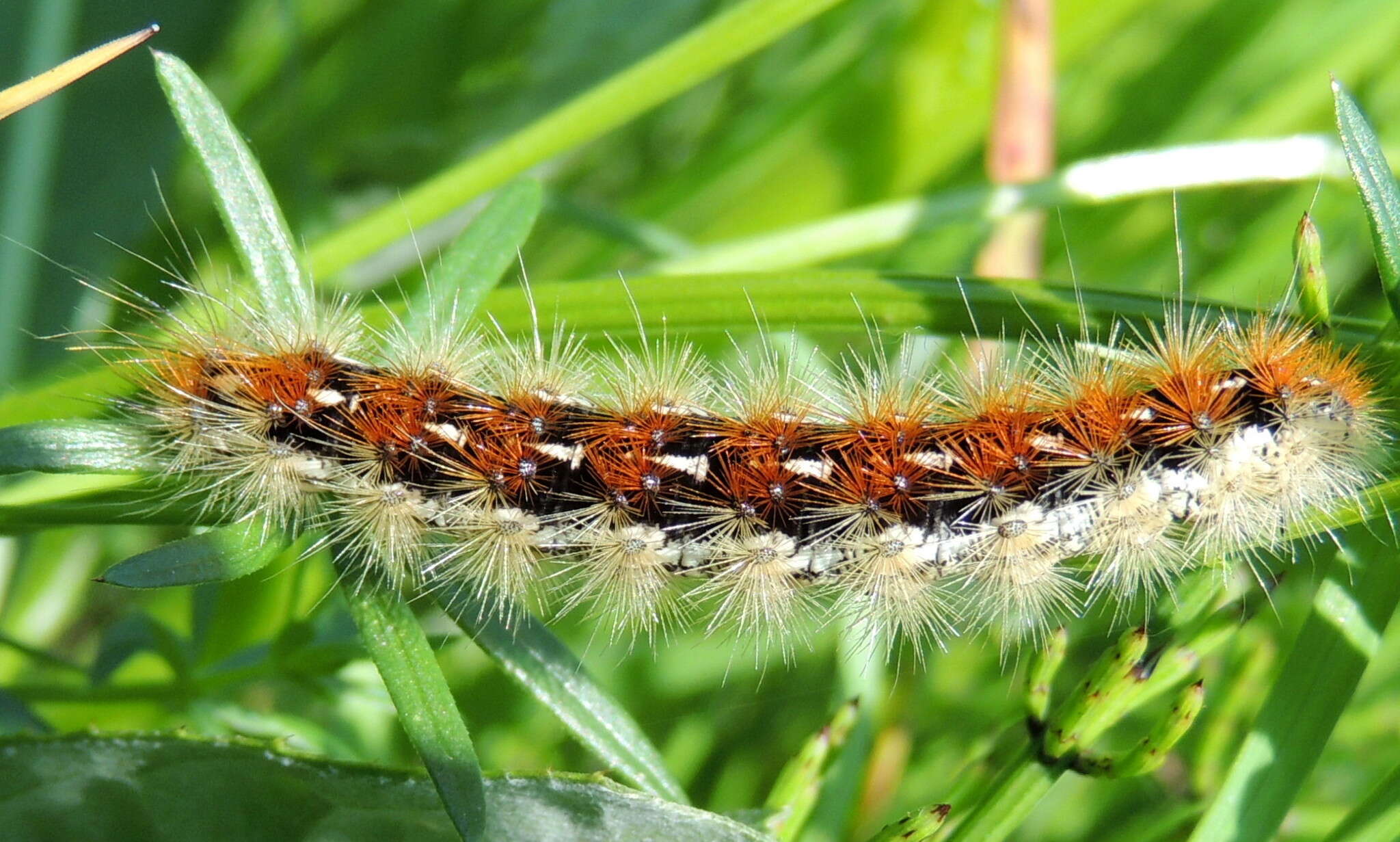 Image of Diacrisia purpurata (Linnaeus 1758)