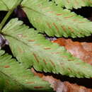 Image of Cut-Leaf Spleenwort