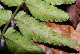 Imagem de Asplenium abscissum Willd.