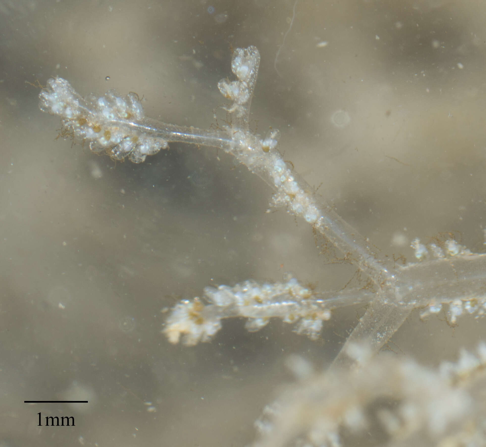 Image of Spaghetti bryozoan