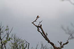 Image of Grey-headed Bullfinch