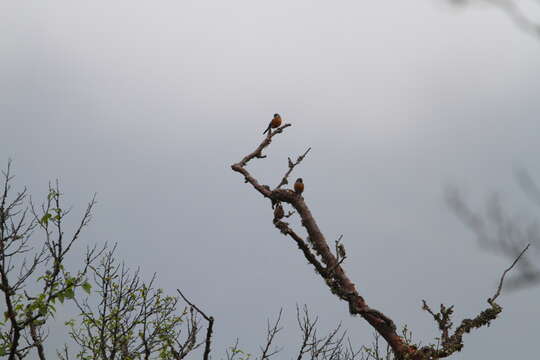 Image of Grey-headed Bullfinch