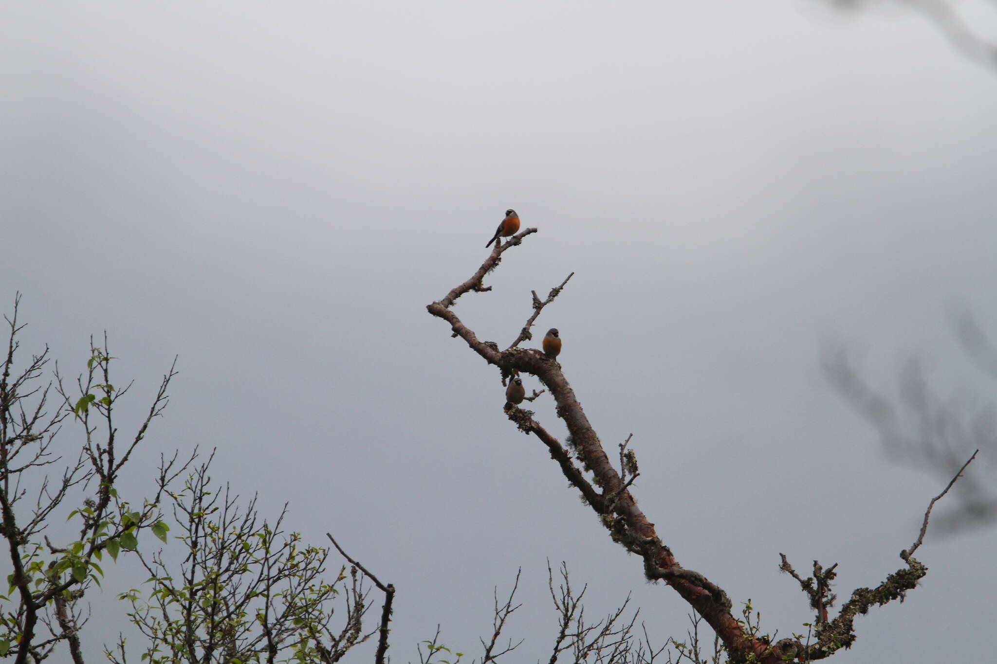 Image of Grey-headed Bullfinch