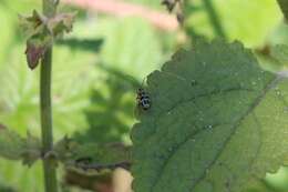 Image of Diabrotica undecimpunctata undecimpunctata Mannerheim 1843