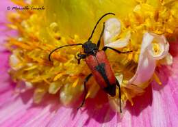 Image of heart longhorn beetle