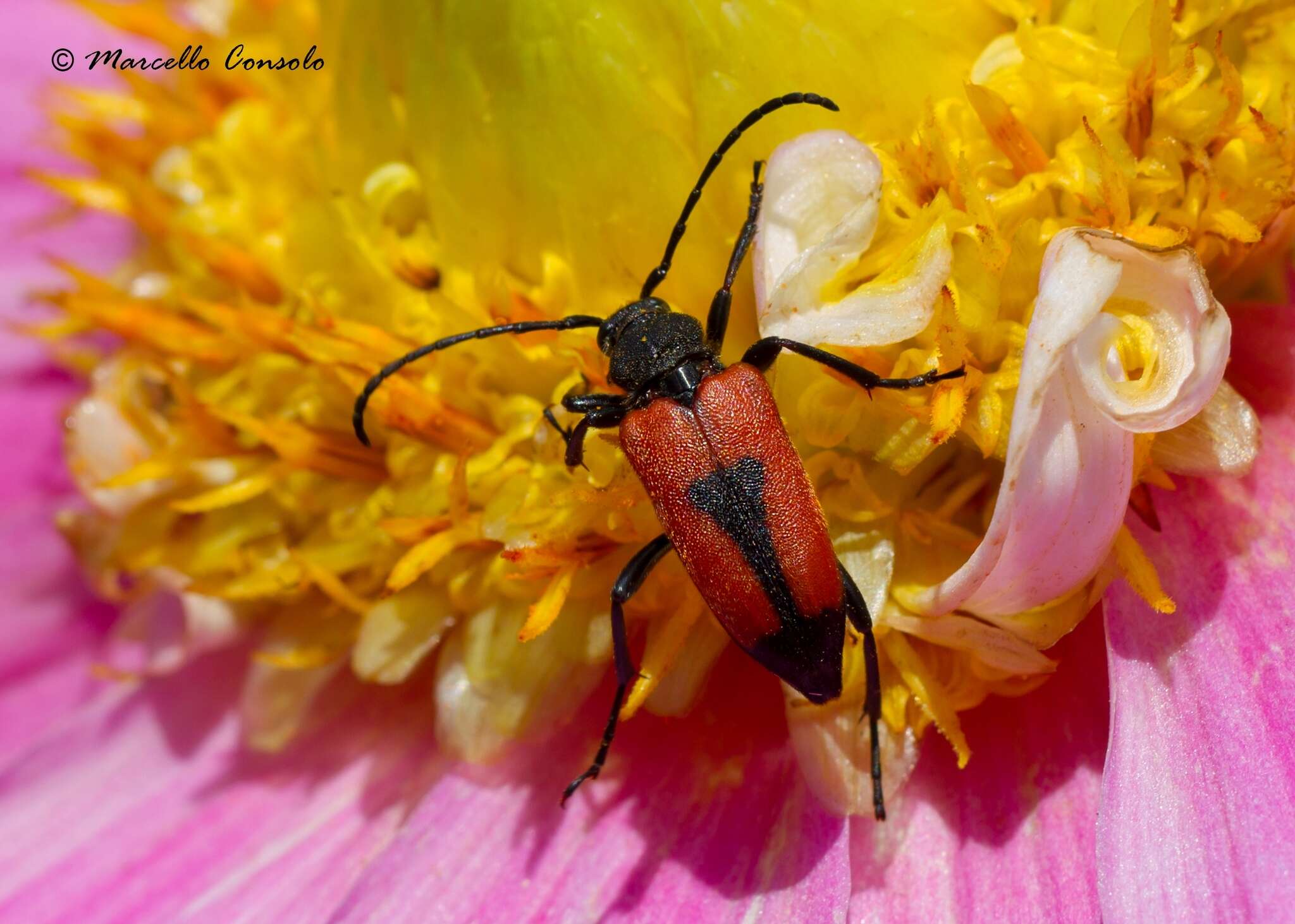 Image of heart longhorn beetle
