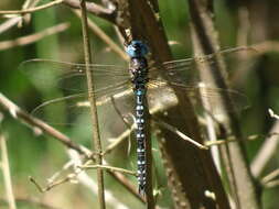 Image of Spatterdock Darner