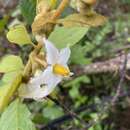 Image of Solanum piluliferum Dun.