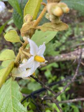 Image of Solanum piluliferum Dun.