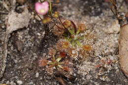 Image de Drosera pulchella Lehm.