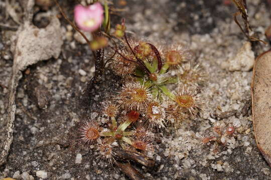 Image of Drosera pulchella Lehm.