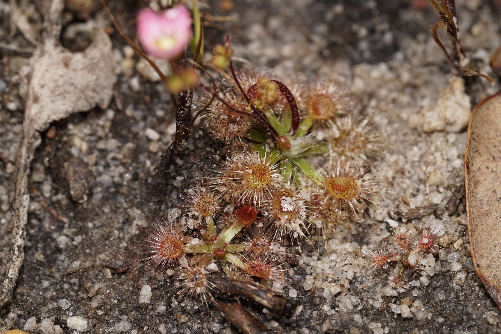 Image de Drosera pulchella Lehm.