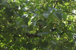 Image of Tilia croizatii Chun & H. D. Wong