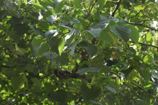 Image of Tilia croizatii Chun & H. D. Wong