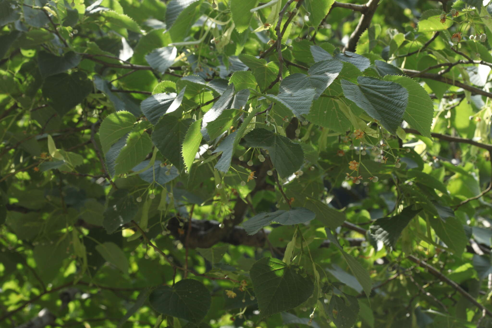 Image of Tilia croizatii Chun & H. D. Wong