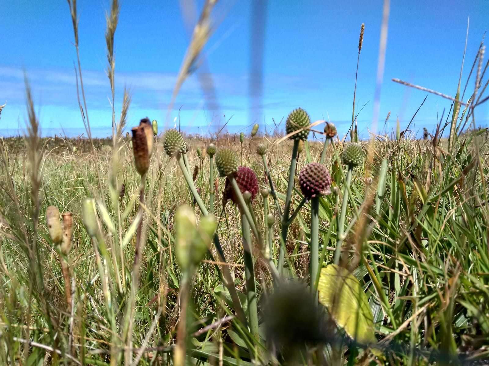 Image of Eryngium sanguisorba Cham. & Schltdl.