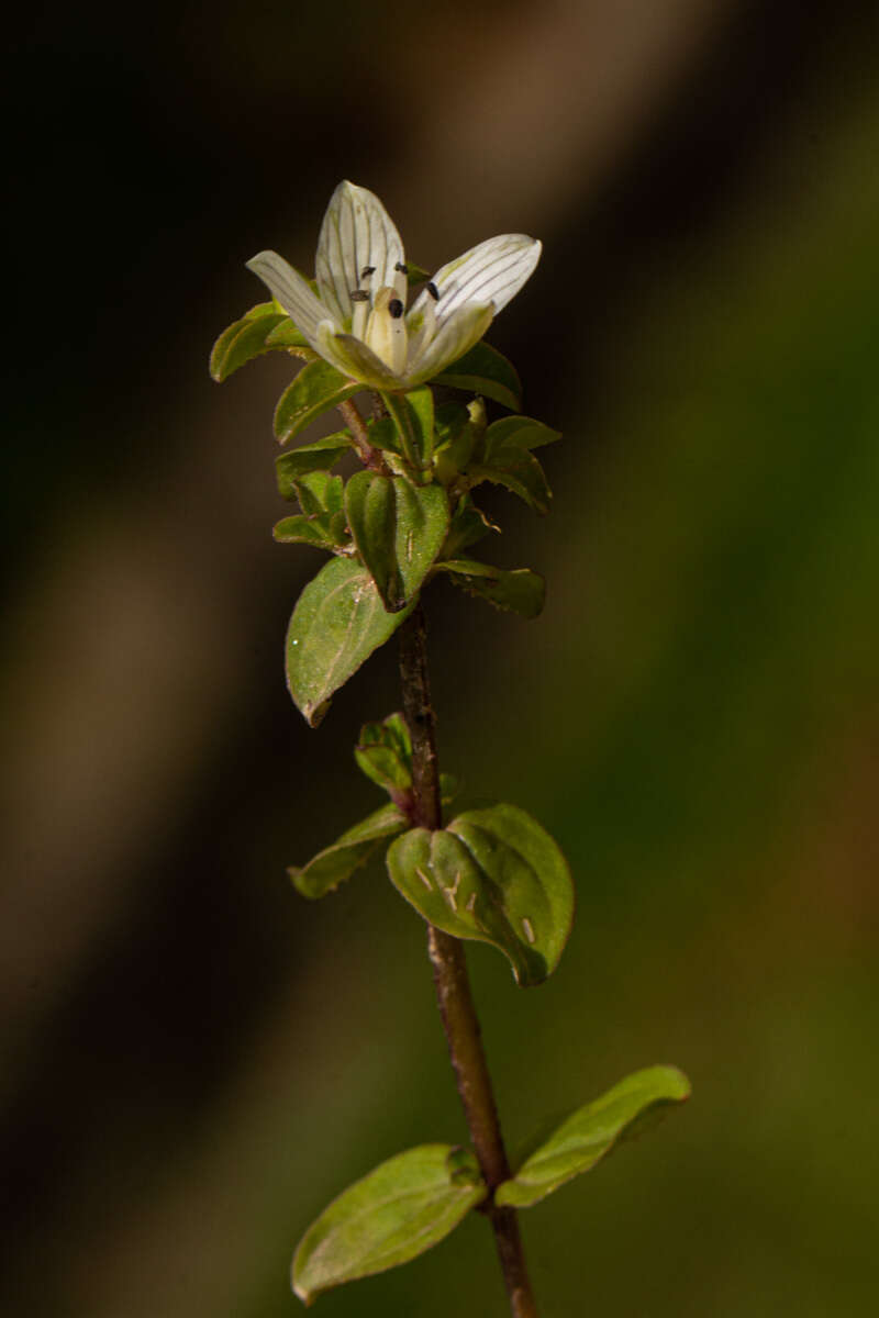 Image of Swertia brownii J. Shah