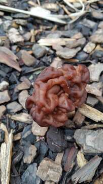 Image of Gyromitra tasmanica Berk. & Cooke 1878