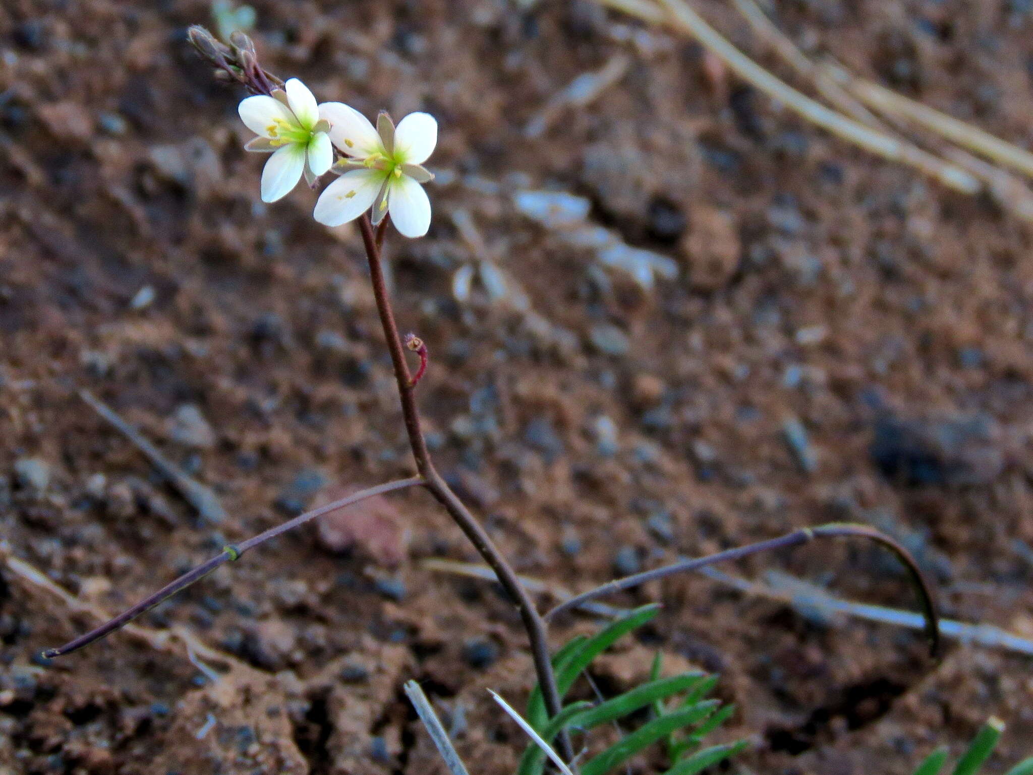 Image de Heliophila crithmifolia Willd.