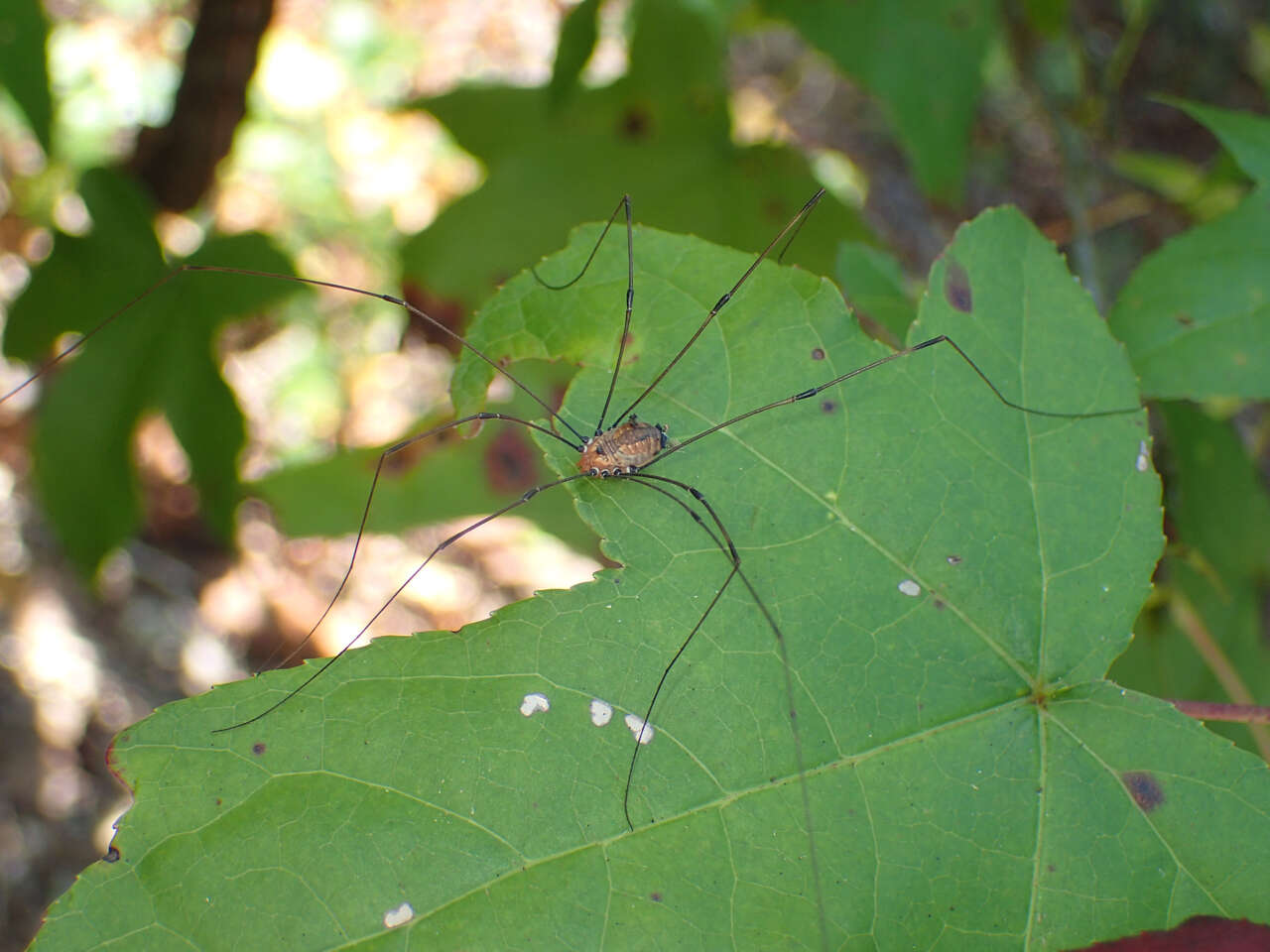 Image of Leiobunum uxorium (Crosby & Bishop 1924)