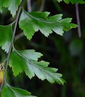 Image of sickle speenwort