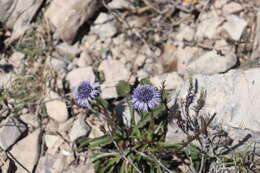 Image of Globularia vulgaris L.