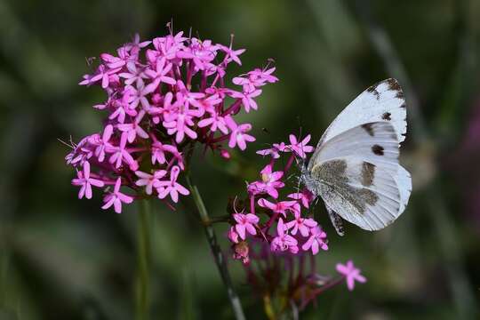 Imagem de Pieris krueperi Staudinger 1860